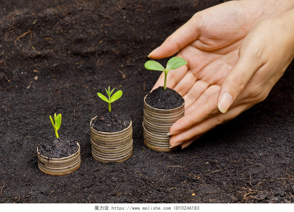 树木生长发芽的顺序小芽嫩芽幼芽硬币保险财富成长金融阳光商务收入提升